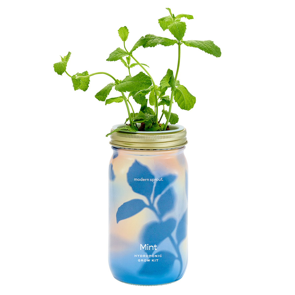 Modern Sprout Organic Herbs Garden Jar | The Container Store